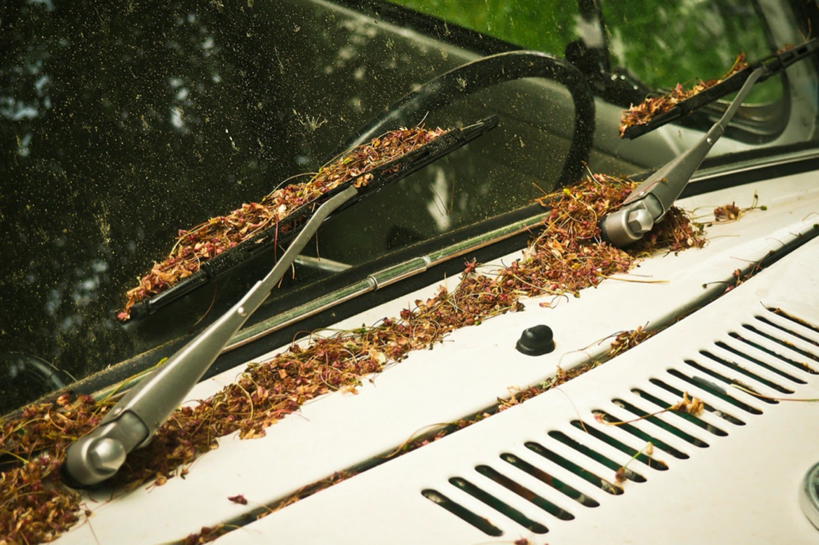 Preparing Your Car For Allergy Season